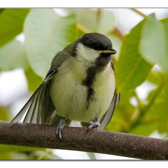 Kohlmeise: Tier in der Natur in der NatureSpots App