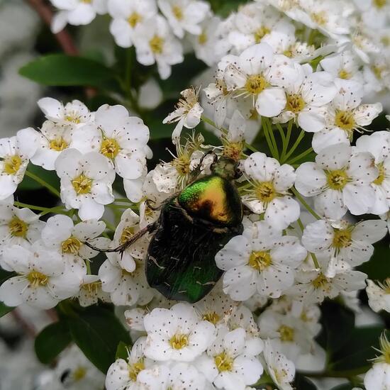 Goldglänzender Rosenkäfer: Tier im Habitat Garten in der NatureSpots App