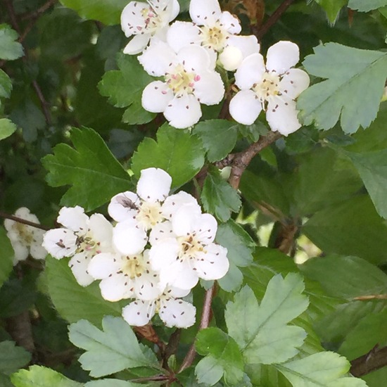 Crataegus: Plant in habitat Forest in the NatureSpots App