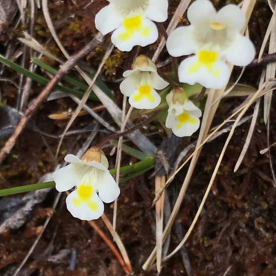 Alpen-Fettkraut: Pflanze in der Natur in der NatureSpots App