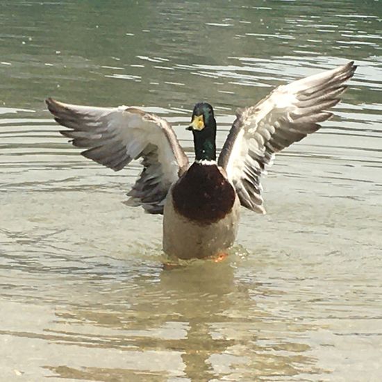 Mallard: Animal in habitat Lake in the NatureSpots App