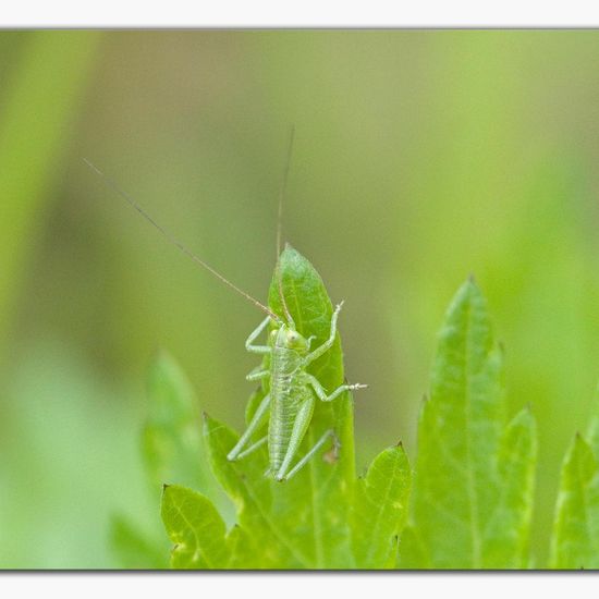 Grünes Heupferd: Tier im Habitat Ackerrandstreifen in der NatureSpots App