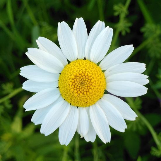 Leucanthemum: Plant in habitat Park in the NatureSpots App