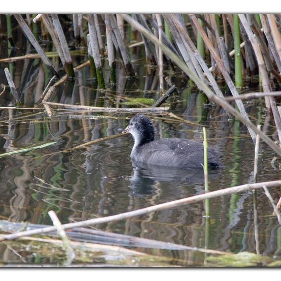 Eurasian Coot: Animal in habitat Artificial freshwater in the NatureSpots App