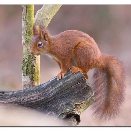 Red Squirrel: Animal in habitat Backyard in the NatureSpots App