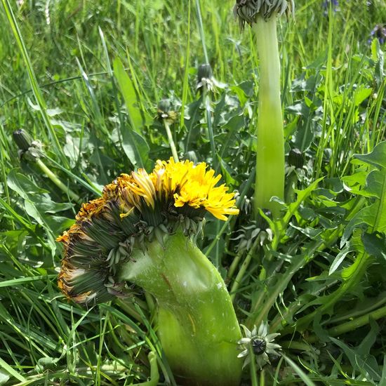 Taraxacum officinale: Plant in habitat Garden in the NatureSpots App