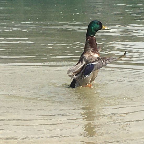 Mallard: Animal in habitat Lake in the NatureSpots App