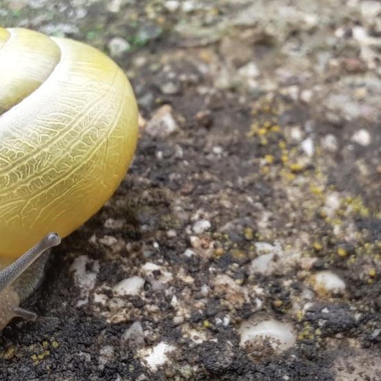 Garten-Bänderschnecke: Tier im Habitat Stadt und Garten in der NatureSpots App