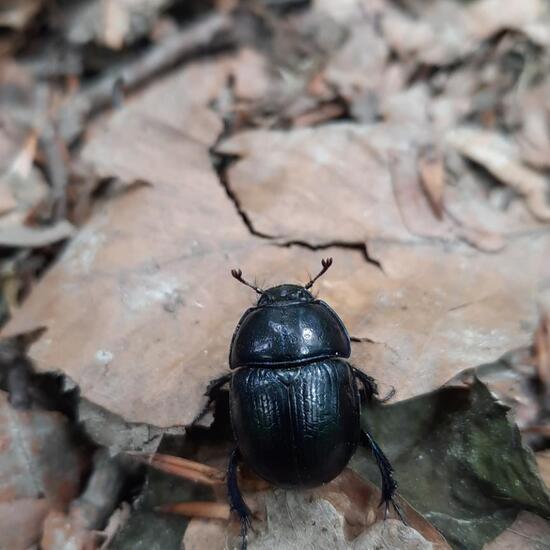 Mistkäfer: Tier im Habitat Wald der gemäßigten Breiten in der NatureSpots App