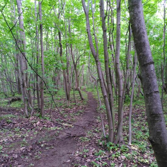 Landschaft: Wald im Habitat Wald der gemäßigten Breiten in der NatureSpots App