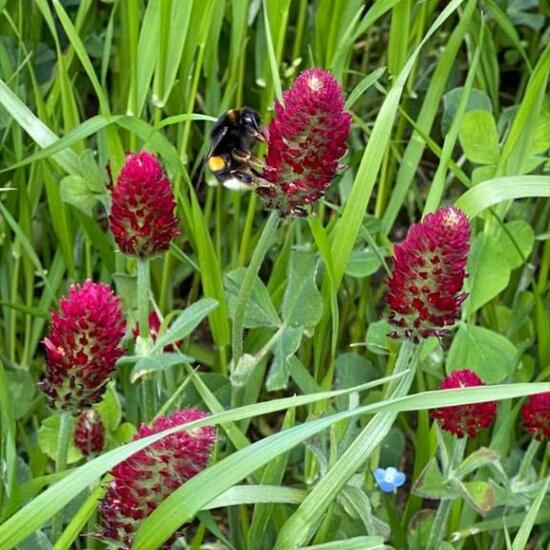 Veränderliche Hummel: Tier im Habitat Halb-natürliches Grasland in der NatureSpots App