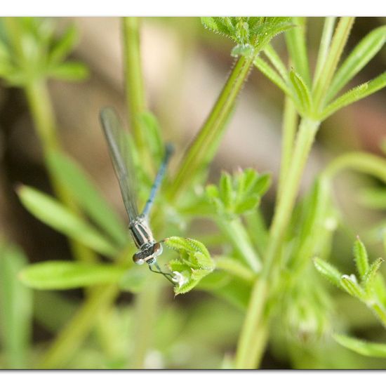 Azure damselfly: Animal in habitat Buffer strip in the NatureSpots App