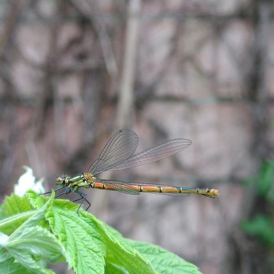 Frühe Adonislibelle: Tier im Habitat Garten in der NatureSpots App