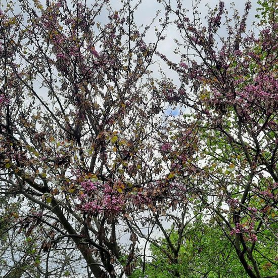 Gewöhnlicher Judasbaum: Pflanze in der Natur in der NatureSpots App