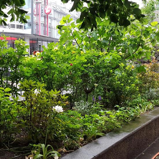 Landscape: Urban and Garden in habitat Garden in the NatureSpots App