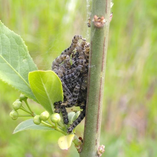 Pfaffenhütchen-Gespinstmotte: Tier im Habitat Naturnahe Wiese in der NatureSpots App