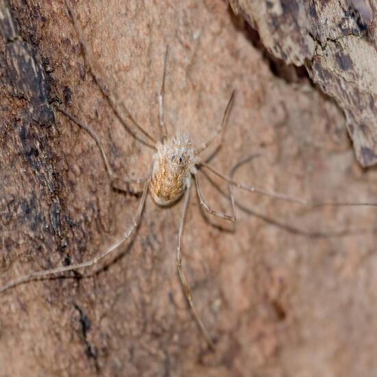 Rilaena triangularis: Tier im Habitat Halb-natürliches Grasland in der NatureSpots App