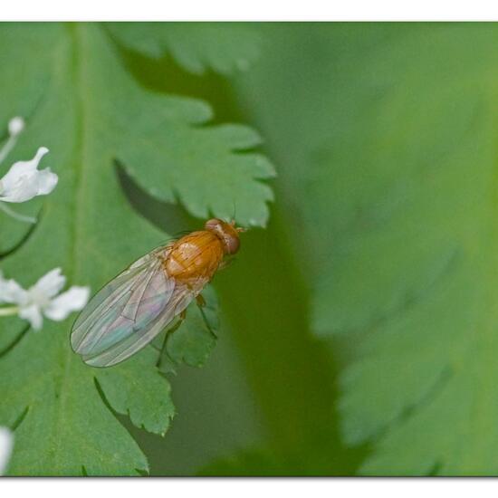 Sapromyza speciosa: Tier im Habitat Garten in der NatureSpots App