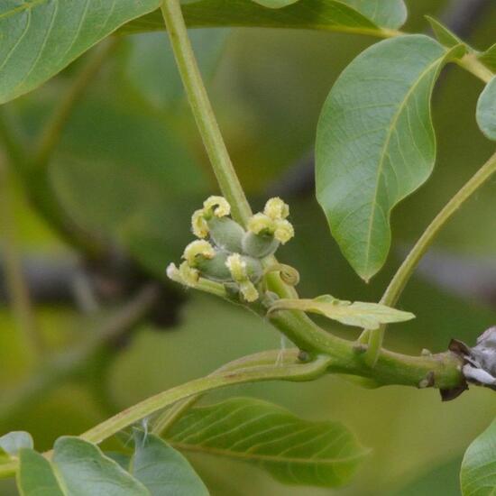 Echte Walnuss: Pflanze im Habitat Garten in der NatureSpots App