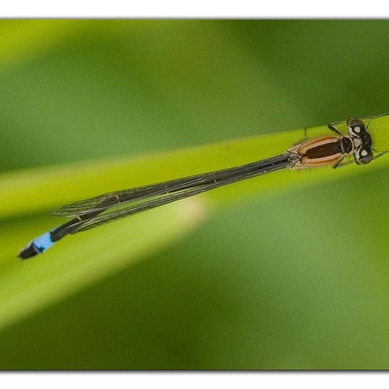 Blue-tailed damselfly: Animal in habitat Buffer strip in the NatureSpots App