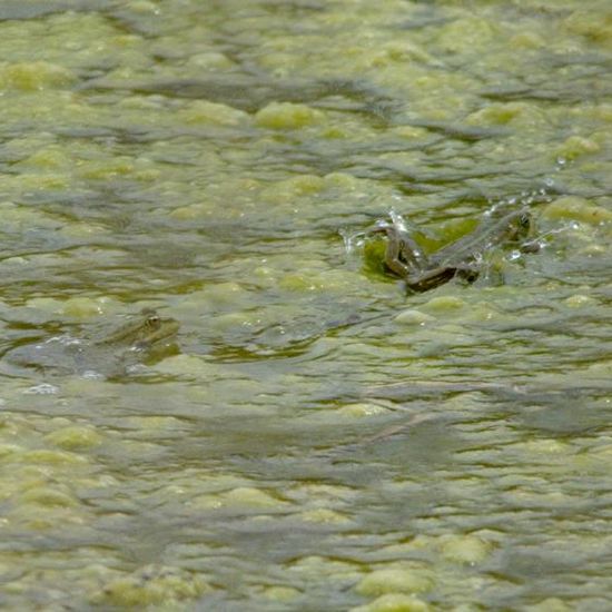 Wasserfrösche: Tier im Habitat Künstliches Süßwasser in der NatureSpots App