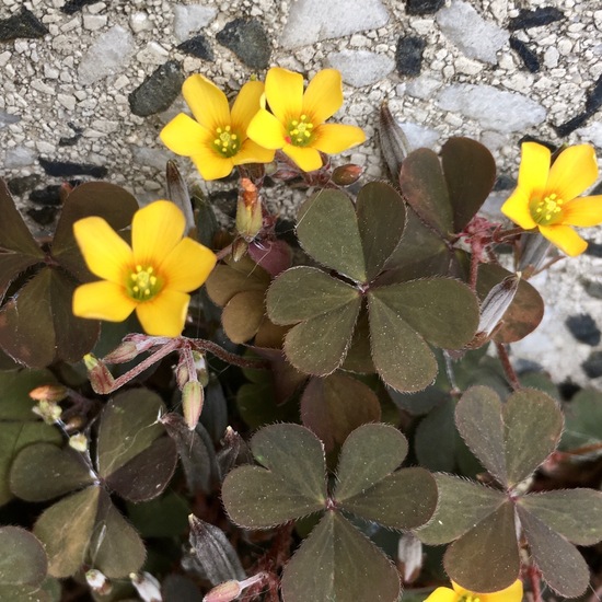 Oxalis corniculata: Plant in habitat Garden in the NatureSpots App