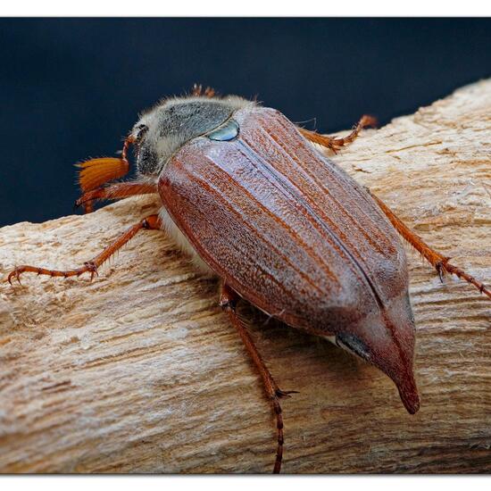 Feldmaikäfer: Tier im Habitat Garten in der NatureSpots App