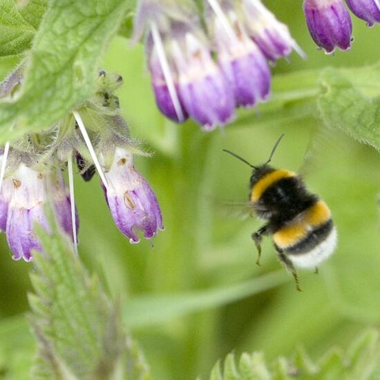 Dunkle Erdhummel: Tier in der Natur in der NatureSpots App