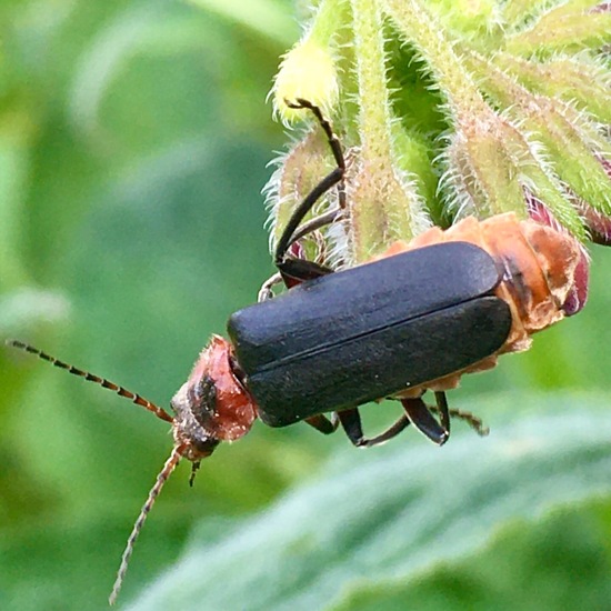 Gemeiner Weichkäfer: Tier im Habitat Garten in der NatureSpots App