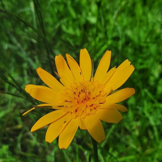 Tragopogon pratensis: Plant in nature in the NatureSpots App