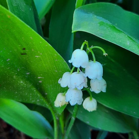 Convallaria majalis: Plant in nature in the NatureSpots App