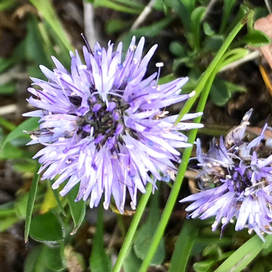 Globularia cordifolia: Plant in habitat Rock areas in the NatureSpots App