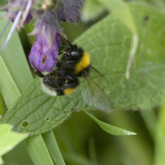 Bumble bee: Animal in nature in the NatureSpots App
