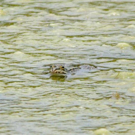 Wasserfrösche: Tier in der Natur in der NatureSpots App