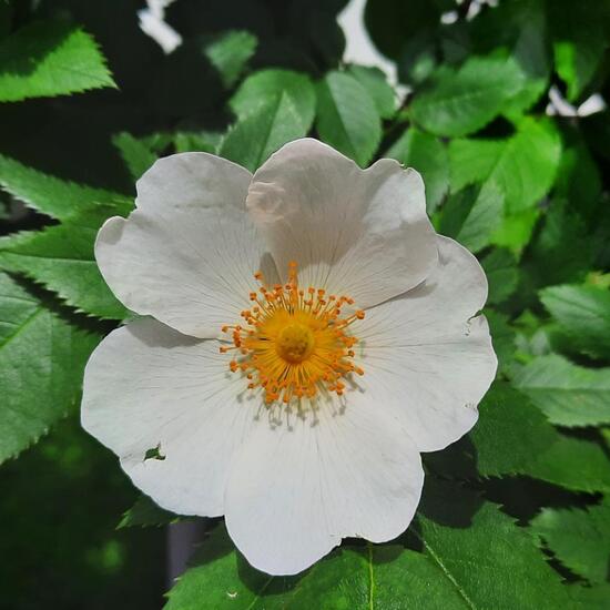 Rosa corymbifera: Plant in habitat Garden in the NatureSpots App