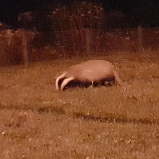 European badger: Animal in habitat Backyard in the NatureSpots App