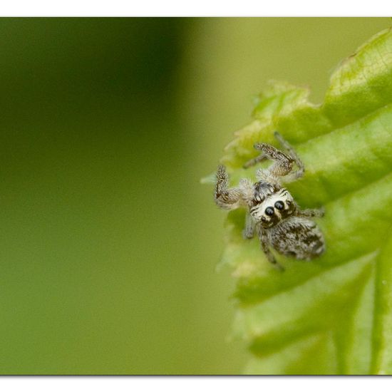 Macaroeris nidicolens: Tier im Habitat Garten in der NatureSpots App