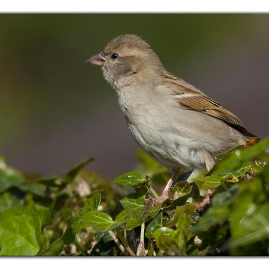 House Sparrow: Animal in habitat Garden in the NatureSpots App