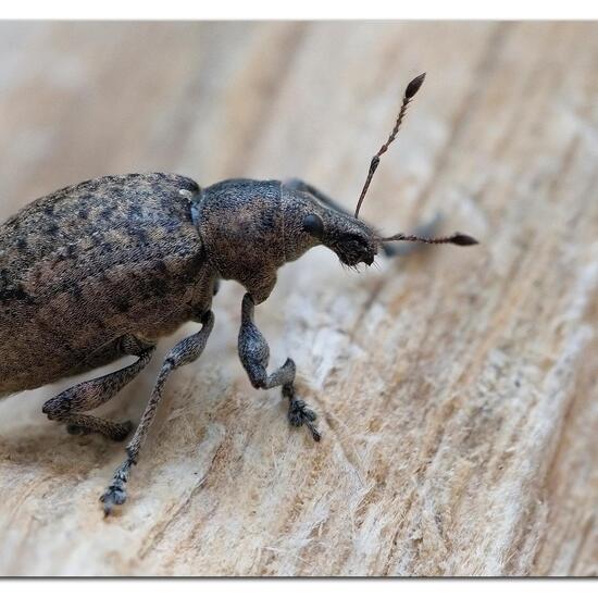 Liophloeus tessulatus: Tier im Habitat Garten in der NatureSpots App