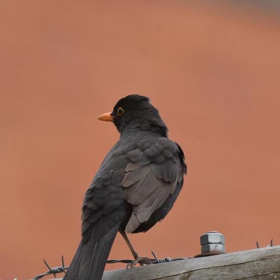 Common blackbird: Animal in habitat Garden in the NatureSpots App