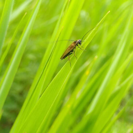 Gemeine Waldschabe: Tier im Habitat Naturnahe Wiese in der NatureSpots App