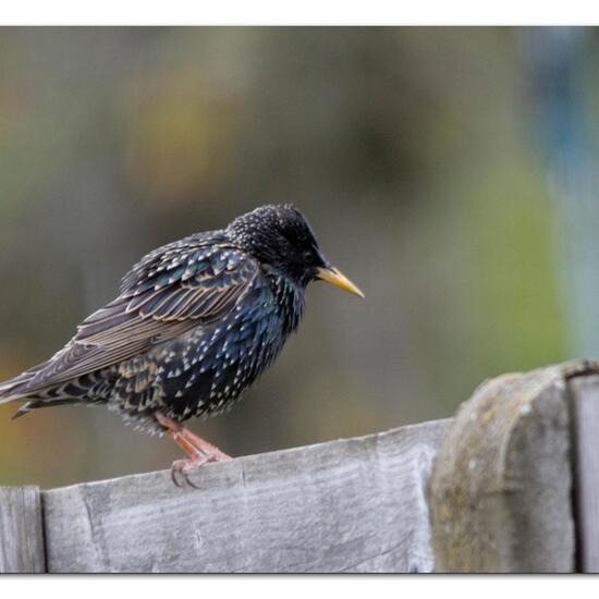 Common starling: Animal in nature in the NatureSpots App