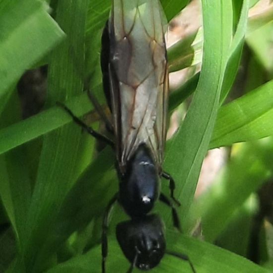 Glänzendschwarze Holzameise: Tier in der Natur in der NatureSpots App