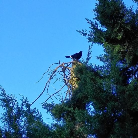 Common blackbird: Animal in habitat Flowerbed in the NatureSpots App