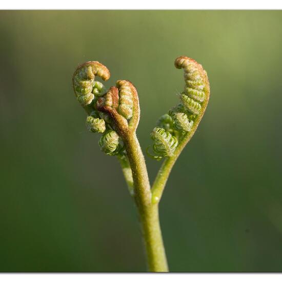 Pteridium aquilinum: Plant in habitat Forest in the NatureSpots App