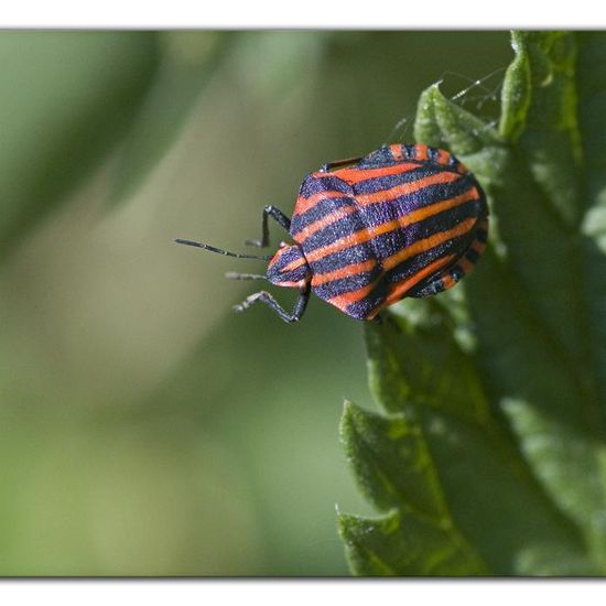 Graphosoma italicum: Animal in habitat Natural Meadow in the NatureSpots App