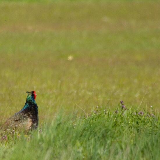 Green Pheasant: Animal in habitat Agricultural meadow in the NatureSpots App