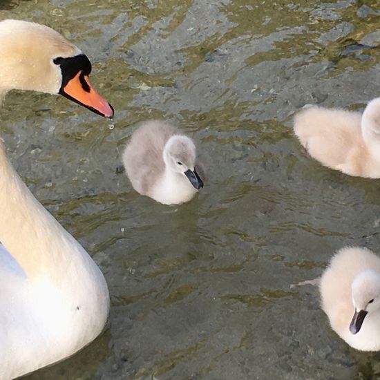 Höckerschwan: Tier im Habitat See in der NatureSpots App