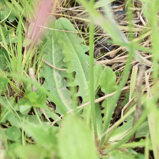 Gewöhnliches Ferkelkraut: Pflanze im Habitat Ackerrandstreifen in der NatureSpots App