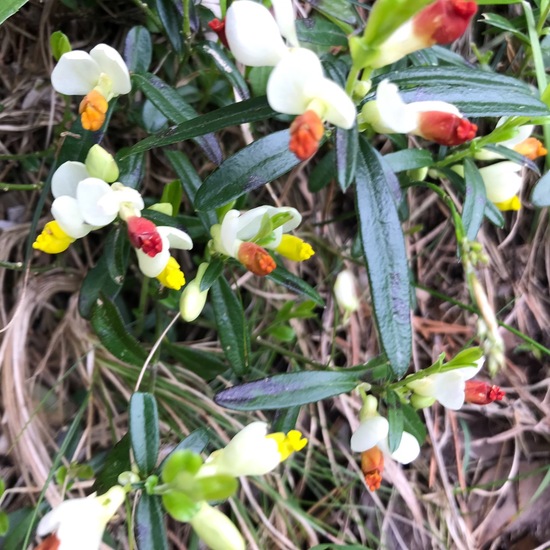 Polygala chamaebuxus: Pflanze im Habitat Berge und Felsen in der NatureSpots App